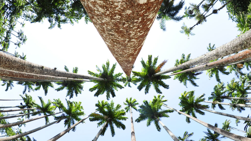 Foto das palmeiras imperiais do Jardim Botânico vistas de baixo para cima, com uma lente grande angular