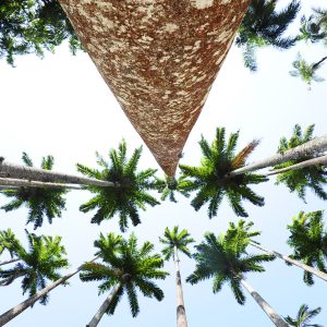 Foto das palmeiras imperiais do Jardim Botânico vistas de baixo para cima, com uma lente grande angular