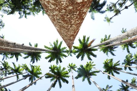 Foto das palmeiras imperiais do Jardim Botânico vistas de baixo para cima, com uma lente grande angular