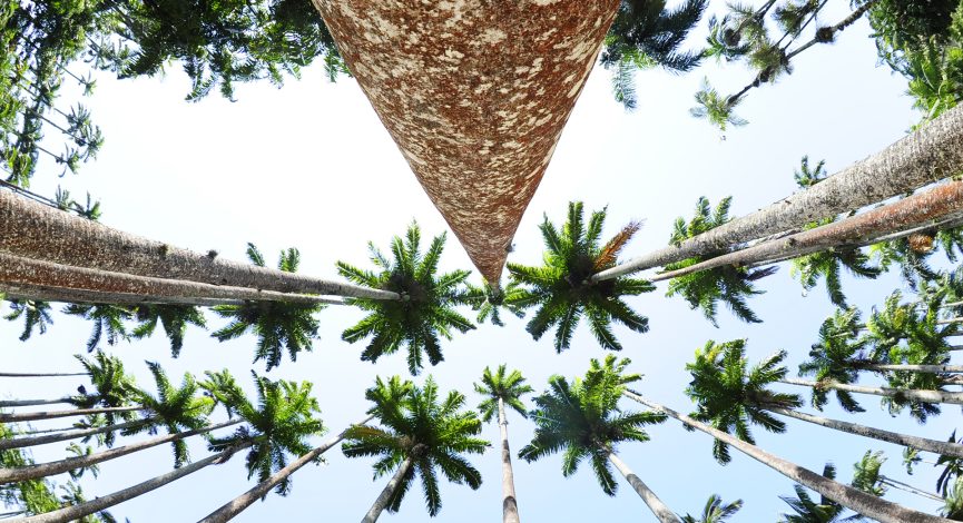 Foto das palmeiras imperiais do Jardim Botânico vistas de baixo para cima, com uma lente grande angular