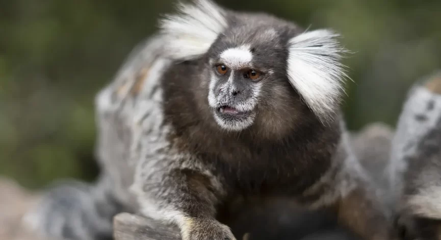 Mico rajado de cinza e preto, também conhecido como sagui ou mico-estrela